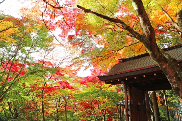 有馬温泉の紅葉